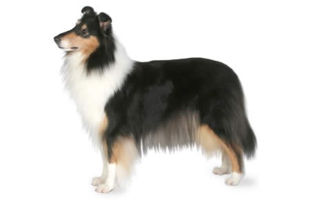 Collie (Rough) Dog Breed Information