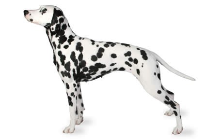 are dalmatians trainable