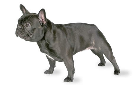 How Old Should French Bulldogs Be To Breed