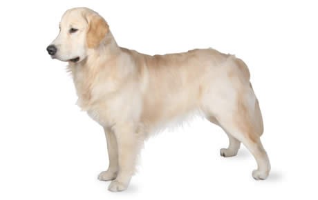 What Is the Development of a Golden Retriever Puppy?