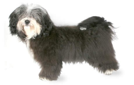 are bones easily digested by a havanese