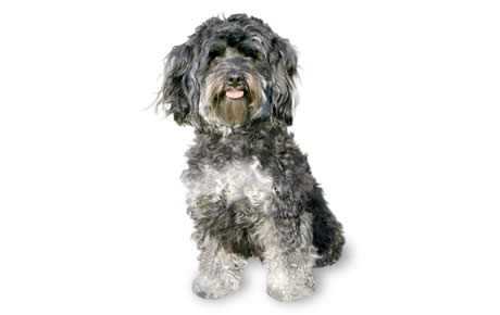 Gray maltipoo hot sale