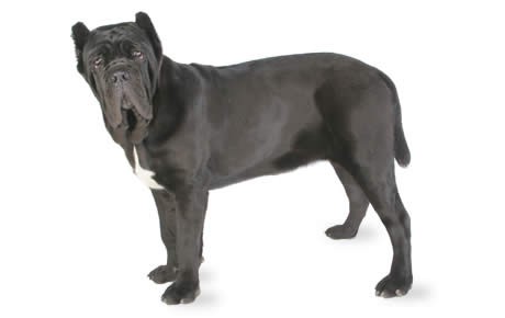 are neo mastiffs aggressive