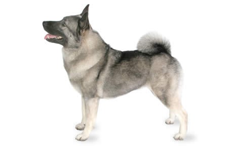 are norwegian elkhounds good with other dogs