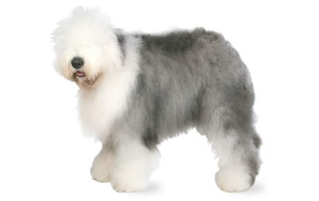 Fluffy sheepdog sales