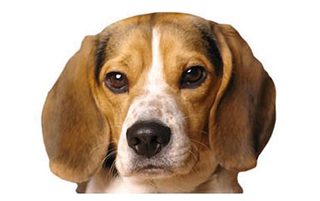 Pocket Beagles Breed Guide Lifespan