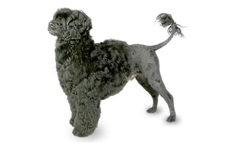 Portuguese Water Dog: Pet Profile (Breed Overview)