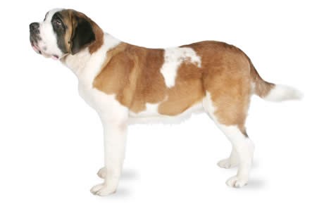 Saint Bernard Dog Breed Information & Characteristics