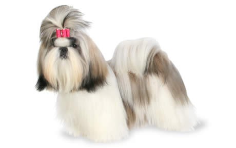 how much exercise does a shih tzu dog need