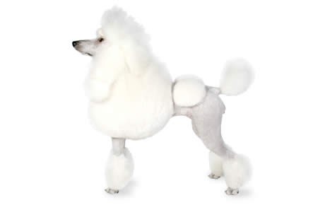 what are standard poodles like to live with