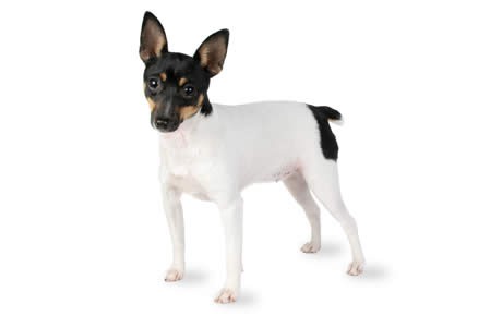 how long do fox terrier dogs live