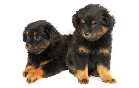 What is the lifespan of a yorkie poo dog