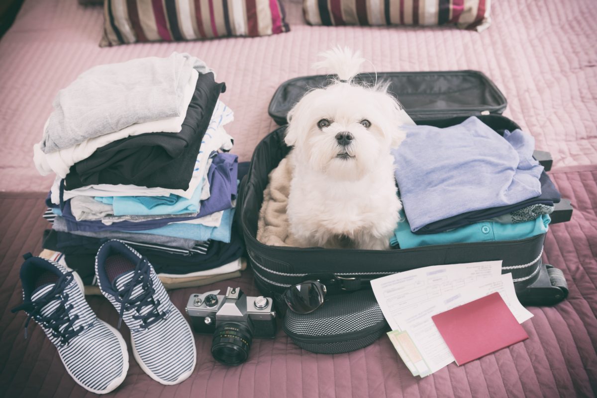 Small dog maltese sitting in the suitcase or bag wearing sunglas