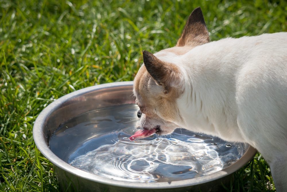 pet health dog drinking water