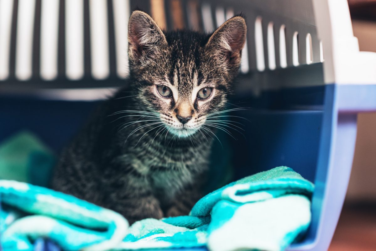 Pensive Tabby Kitten Inside Cat Carrier Box