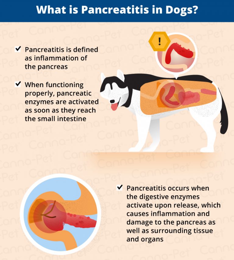 Pancreatitis in Dogs Symptoms, Causes & More CannaPet