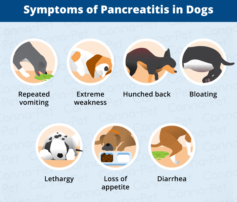 Pancreatitis in Dogs Symptoms, Causes & More CannaPet