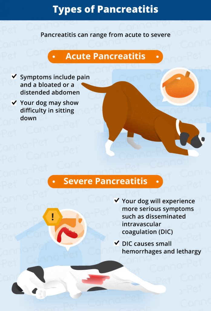 Pancreatitis in Dogs: Symptoms, Causes & More | Canna-Pet