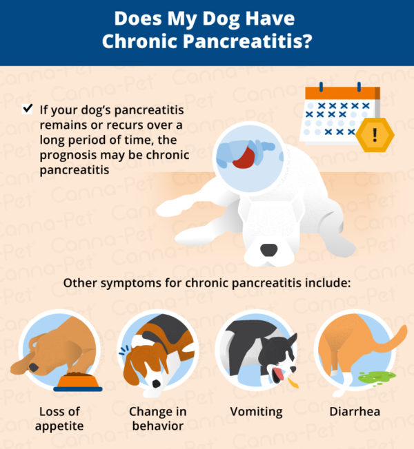 Pancreatitis in Dogs: Symptoms, Causes & More | Canna-Pet