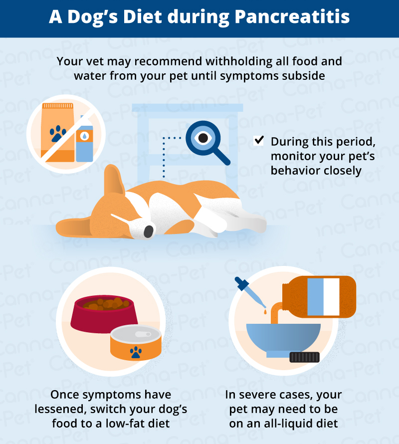 Pancreatitis In Dogs Symptoms Causes More Canna Pet pin-on-breastfeeding-tips