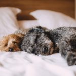 importance of sleep for dogs