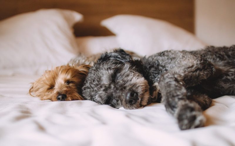 importance of sleep for dogs
