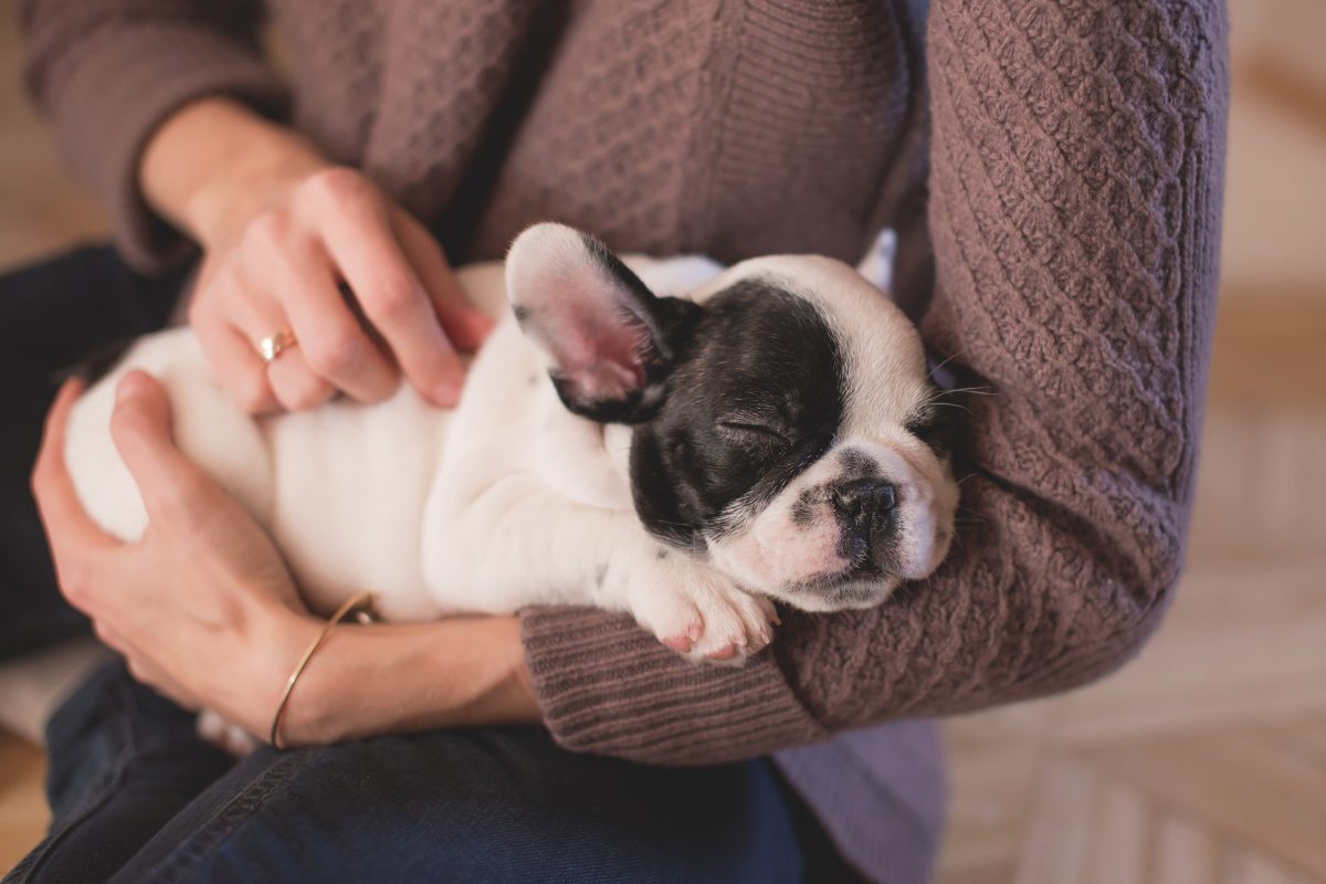 how to calm an anxious dog