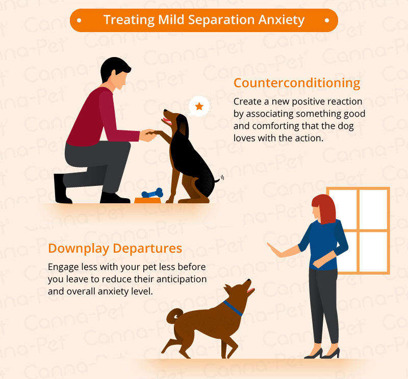 Separation Anxiety in Dogs | Canna-Pet