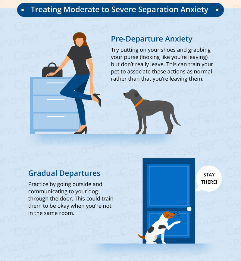 Separation Anxiety in Dogs | Canna-Pet