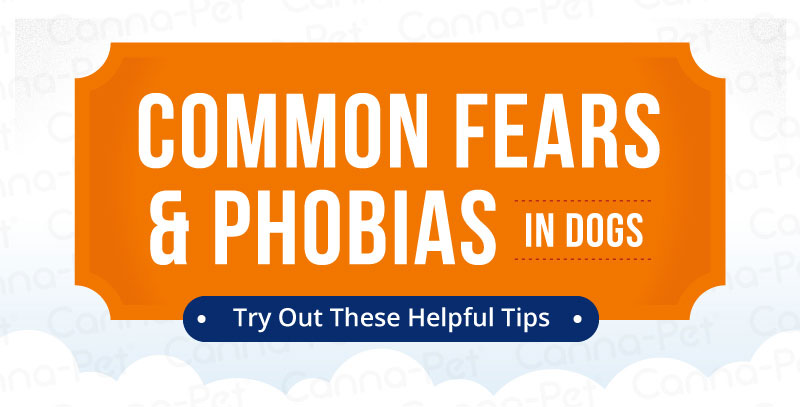 Common fears and phobias in dogs | Canna-Pet