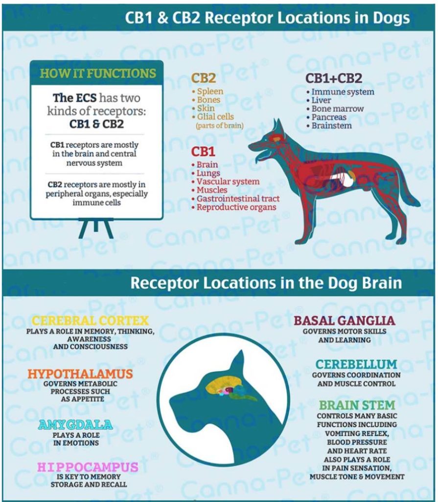 cannabinoid cb1 & cb2 receptor locations in dogs