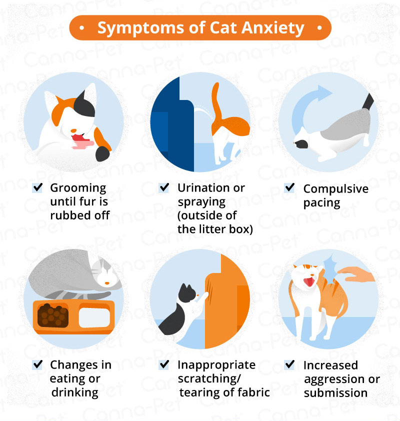 Anxiety in Cats | Canna-Pet