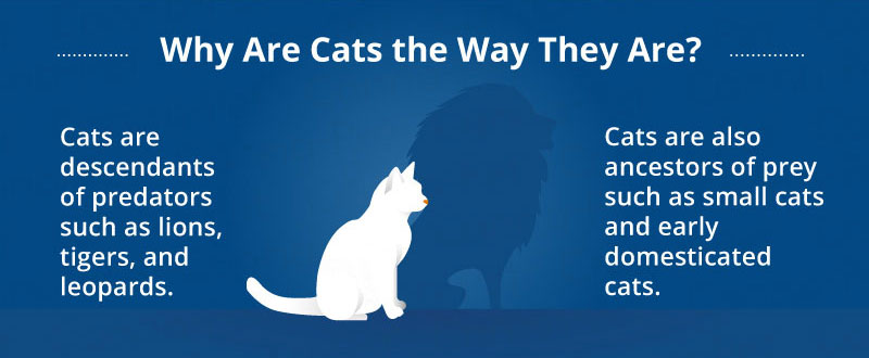 Cat Phobias | Canna-Pet