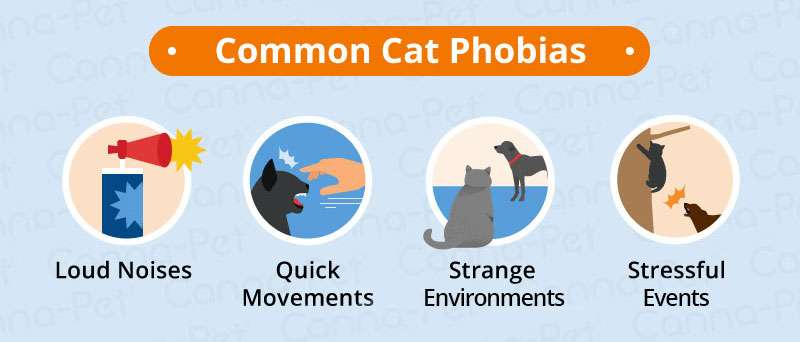Cat Phobias | Canna-Pet