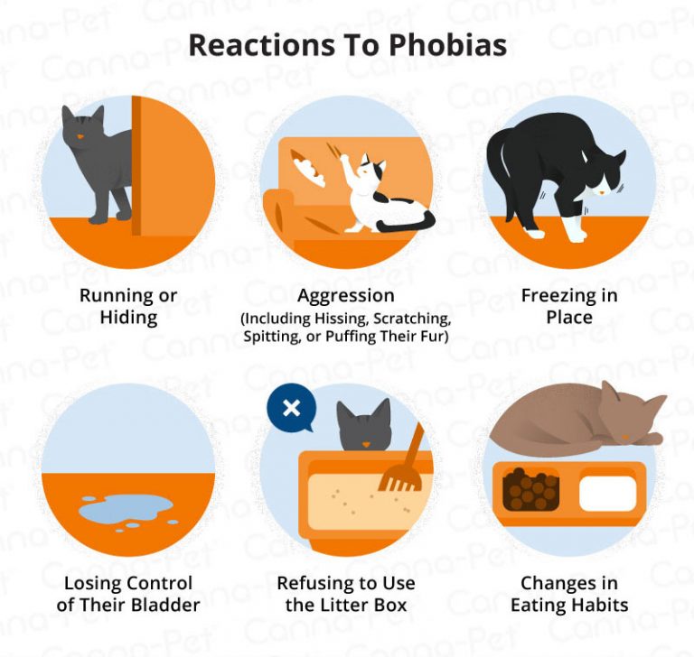 Common Cat Phobias & How to Manage Them CannaPet