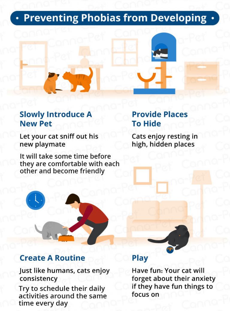 Common Cat Phobias & How to Manage Them CannaPet