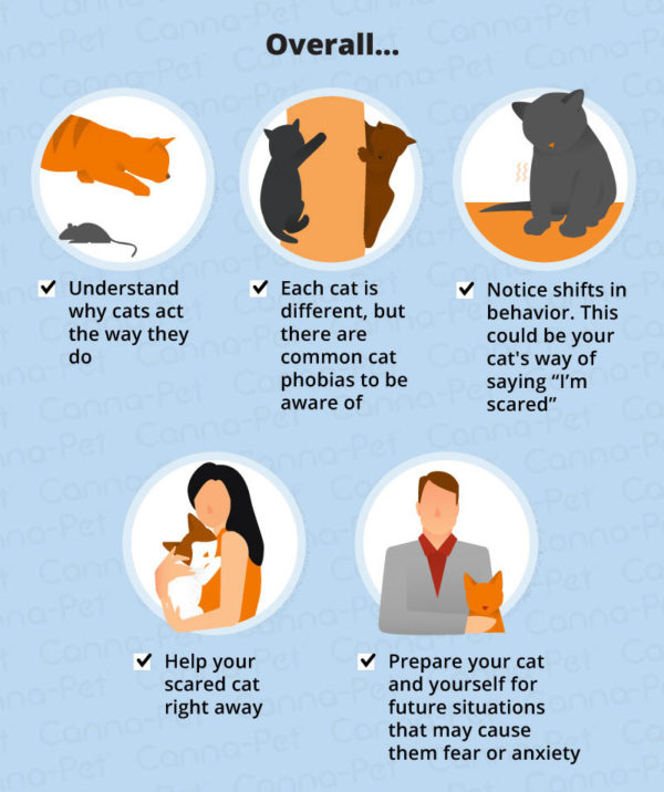 Common Cat Phobias & How to Manage Them | Canna-Pet