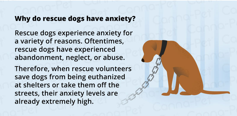 Anxiety in Rescue Dogs | Canna-Pet