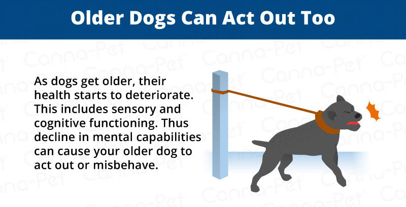 Behavioral Problems in Older Dogs | Canna-Pet