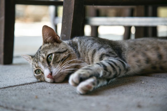 seizures in cats_canna-pet