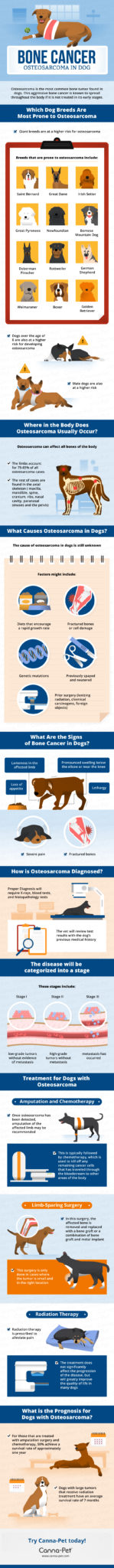 Osteosarcoma Bone Cancer in Dogs Infographic