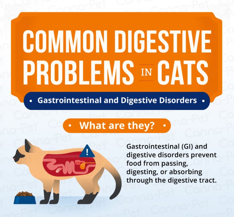 common-digestive-problems-in-cats-canna-pet