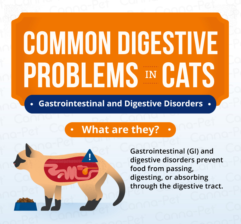 Common Digestive Problems in Cats CannaPet