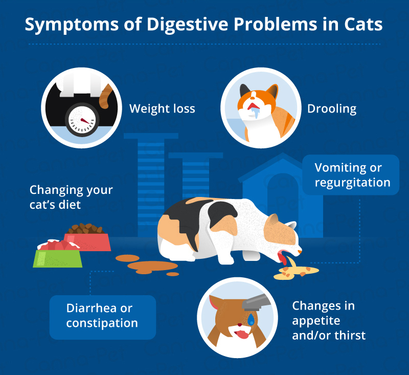 Common Digestive Problems In Cats Canna Pet
