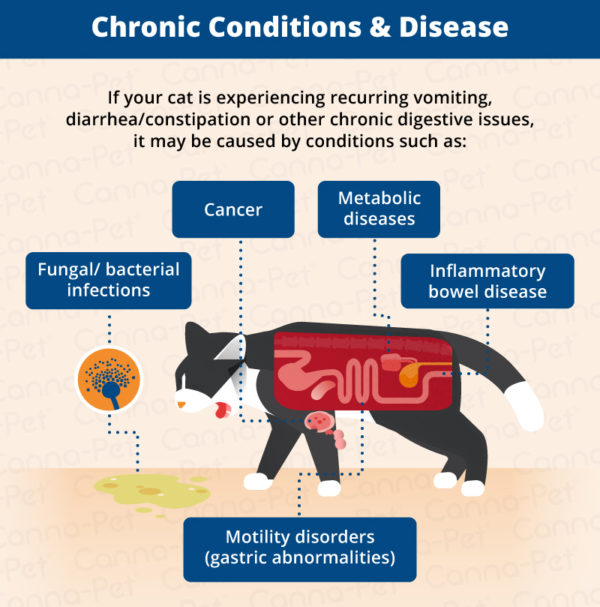 Cat Nausea & Natural Treatments CannaPet