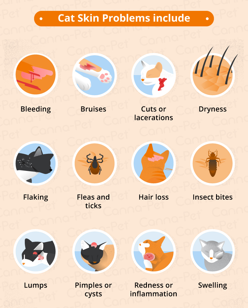 Cat skin allergies home remedies