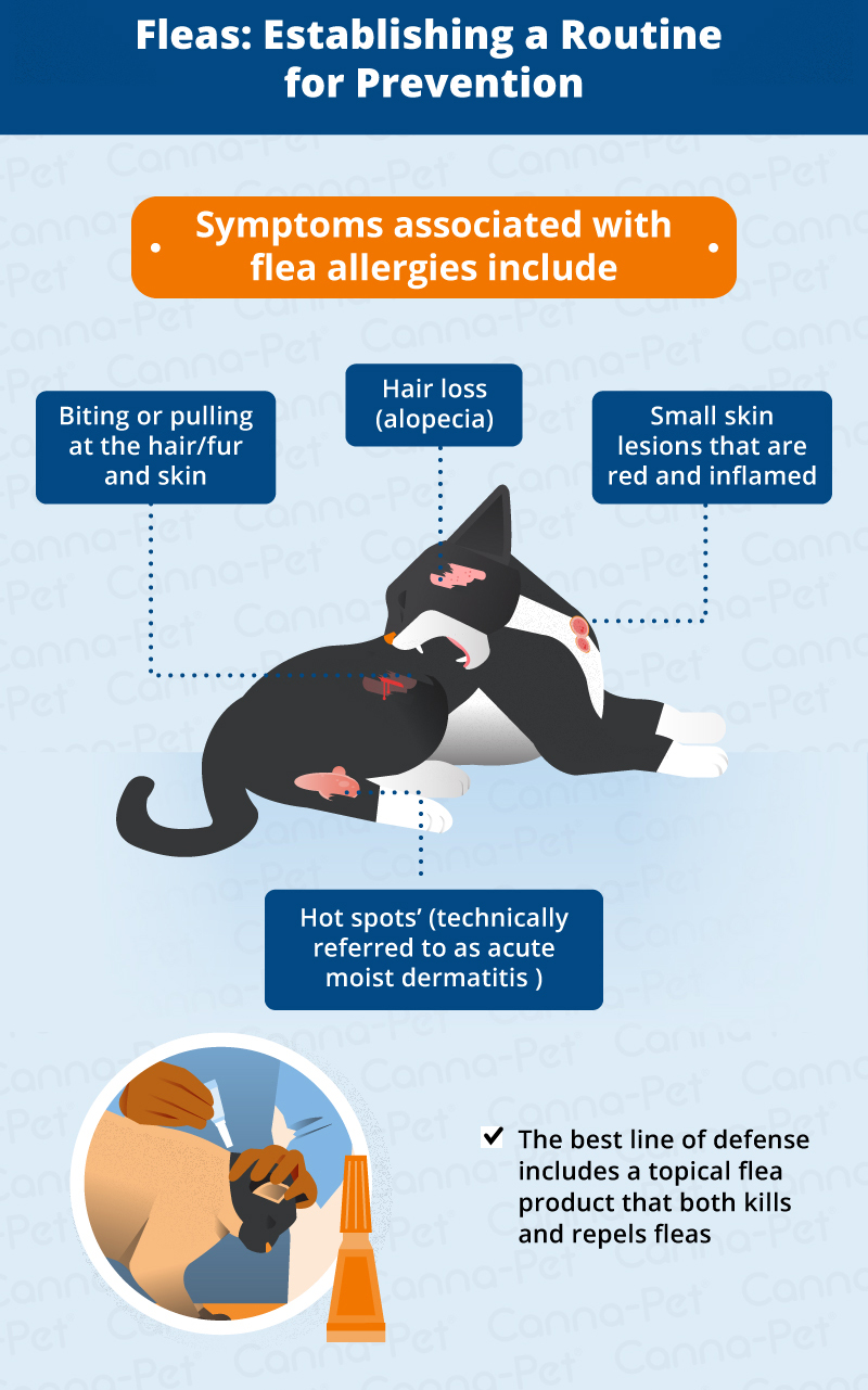 cat-skin-conditions-natural-remedies-canna-pet