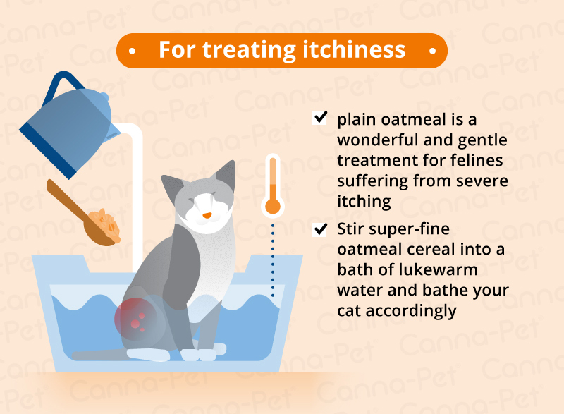 Cat Skin Conditions and Natural Remedies