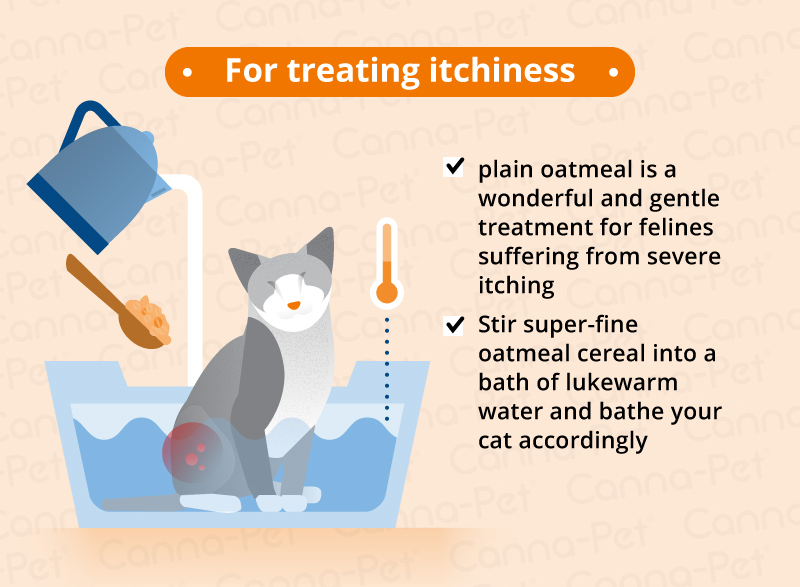 Itchy skin 2025 cats remedies