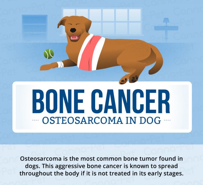 Bone Cancer in Dogs CannaPet